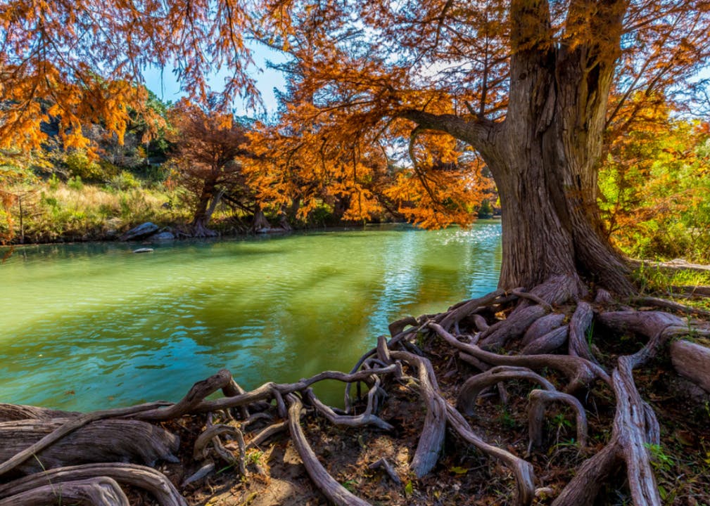 A tree with expansive roots on the bank of a green-tinged river in the autumn