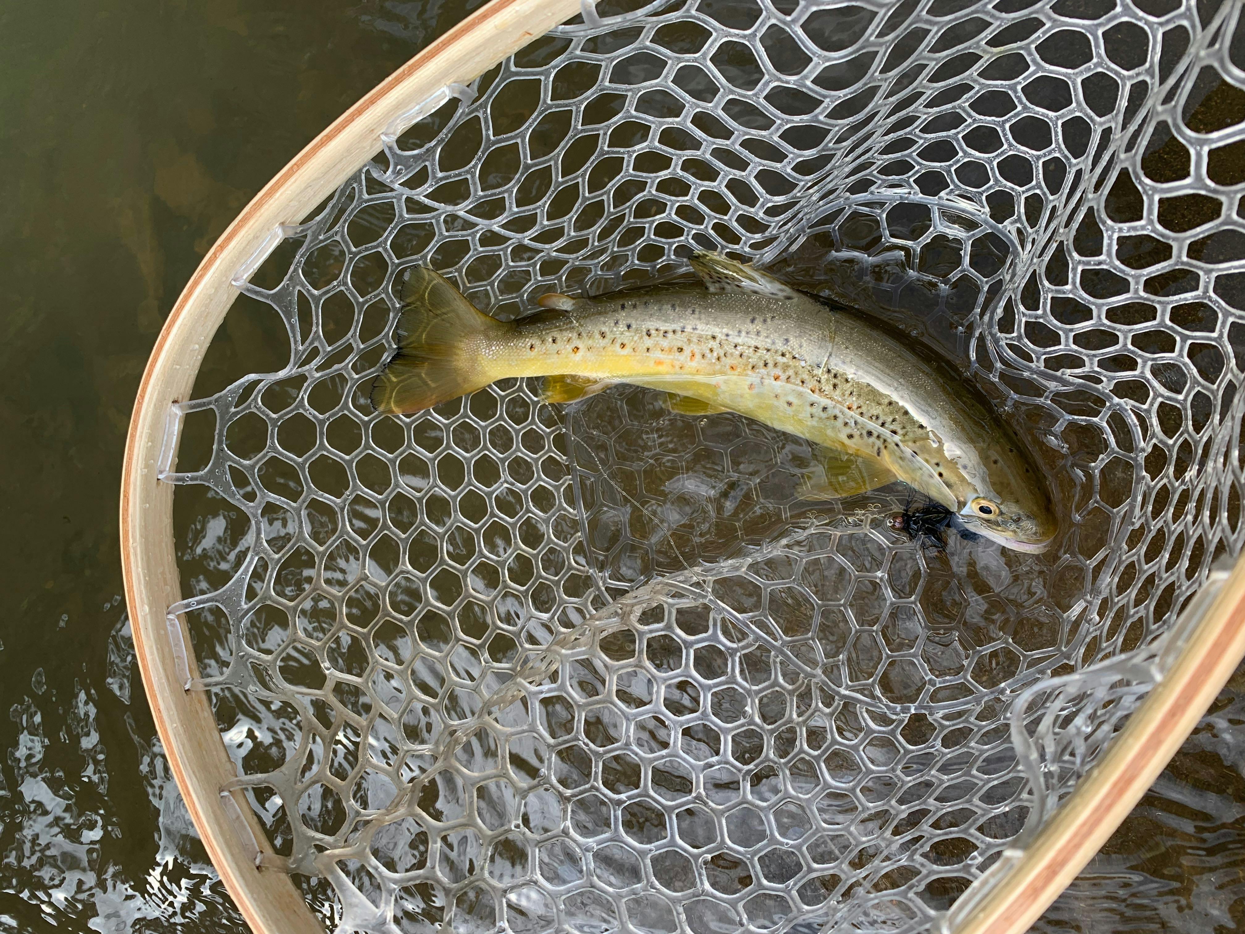 A yellow and green trout sits in a net above a water source.