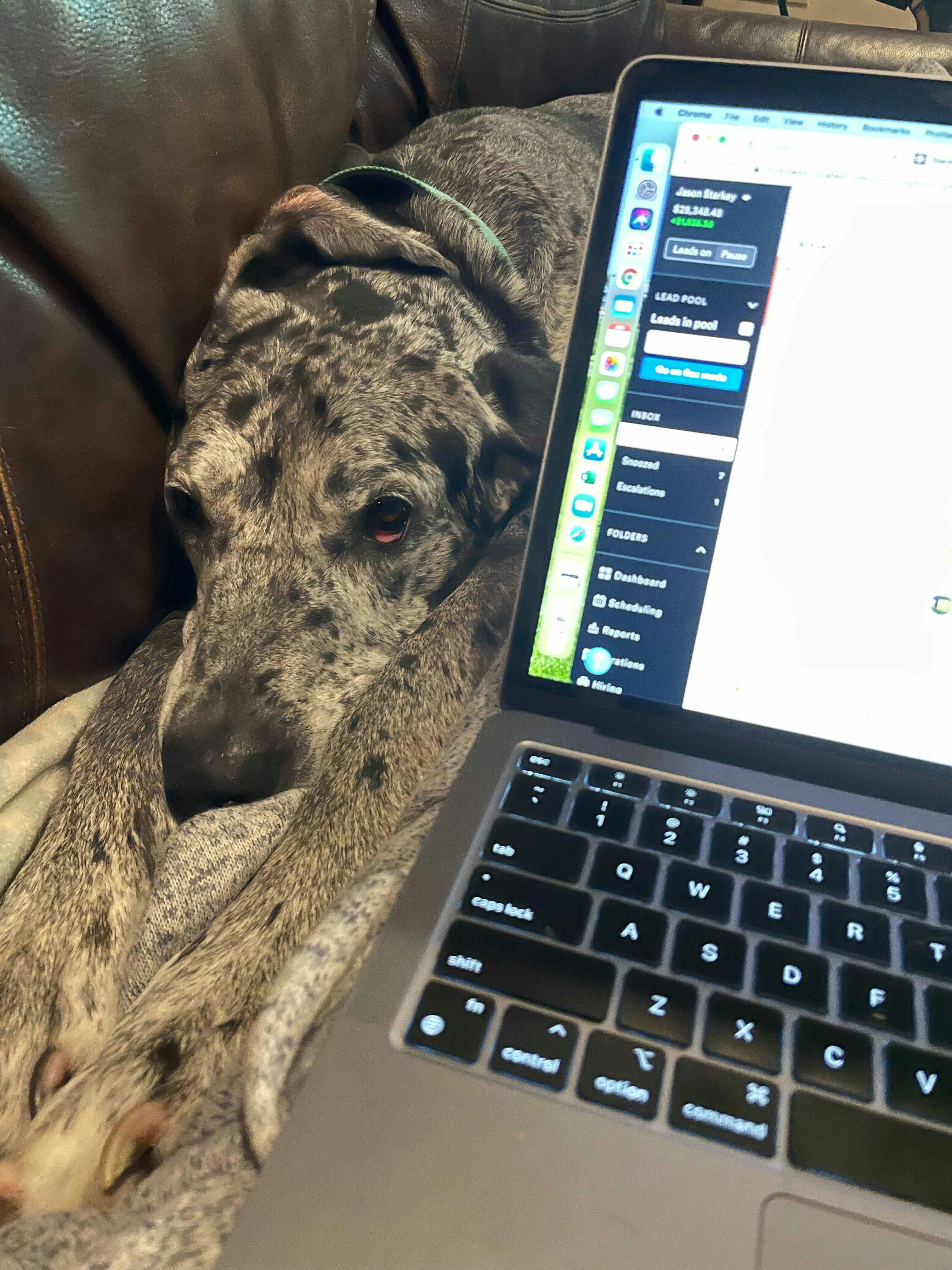 A laptop opened on the author's lap while they sit on the couch with their dog's face squeezing between the laptop and the back of the couch to lay next to his owner.