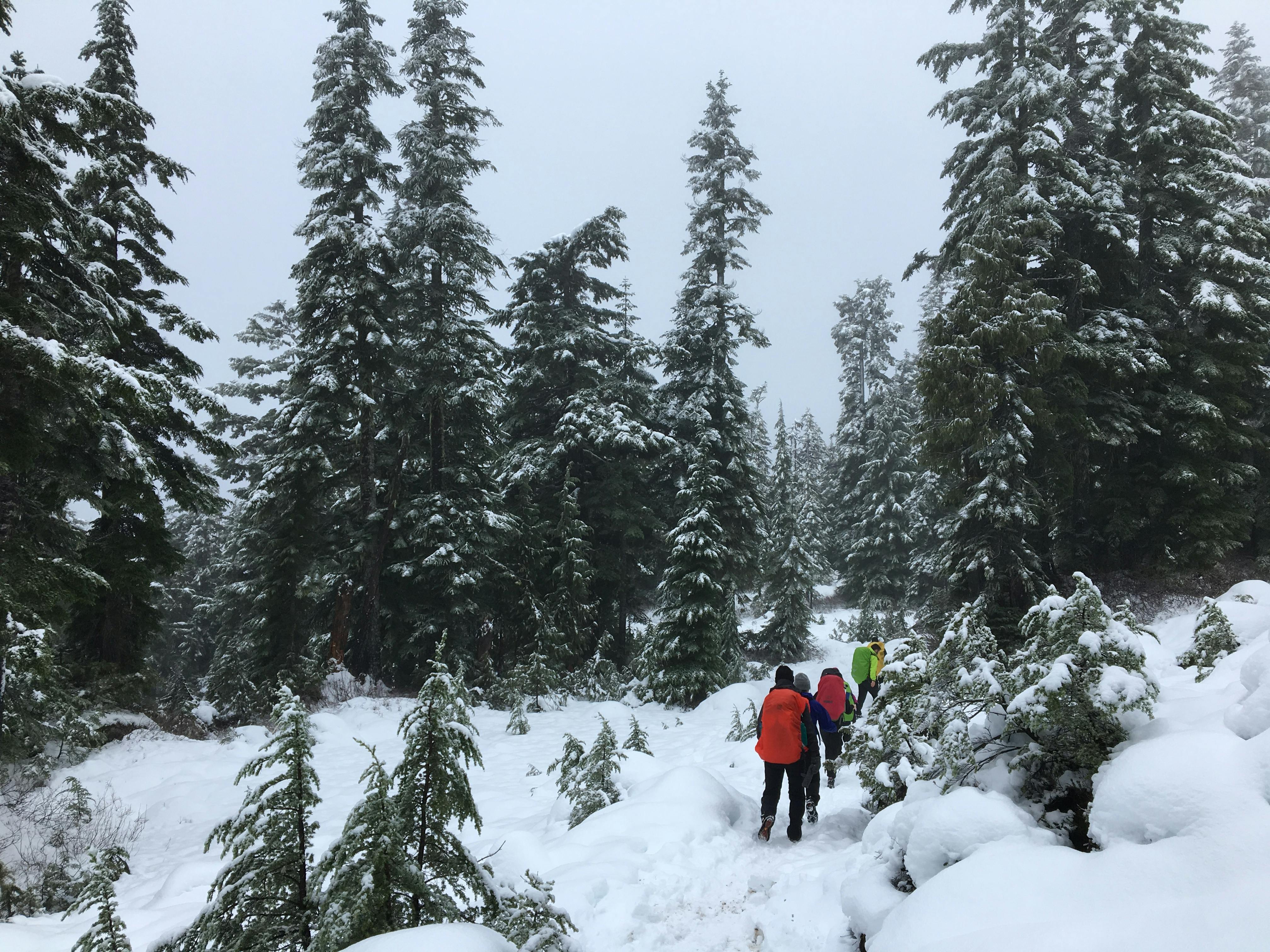 Five hikers walking through a snowy forest