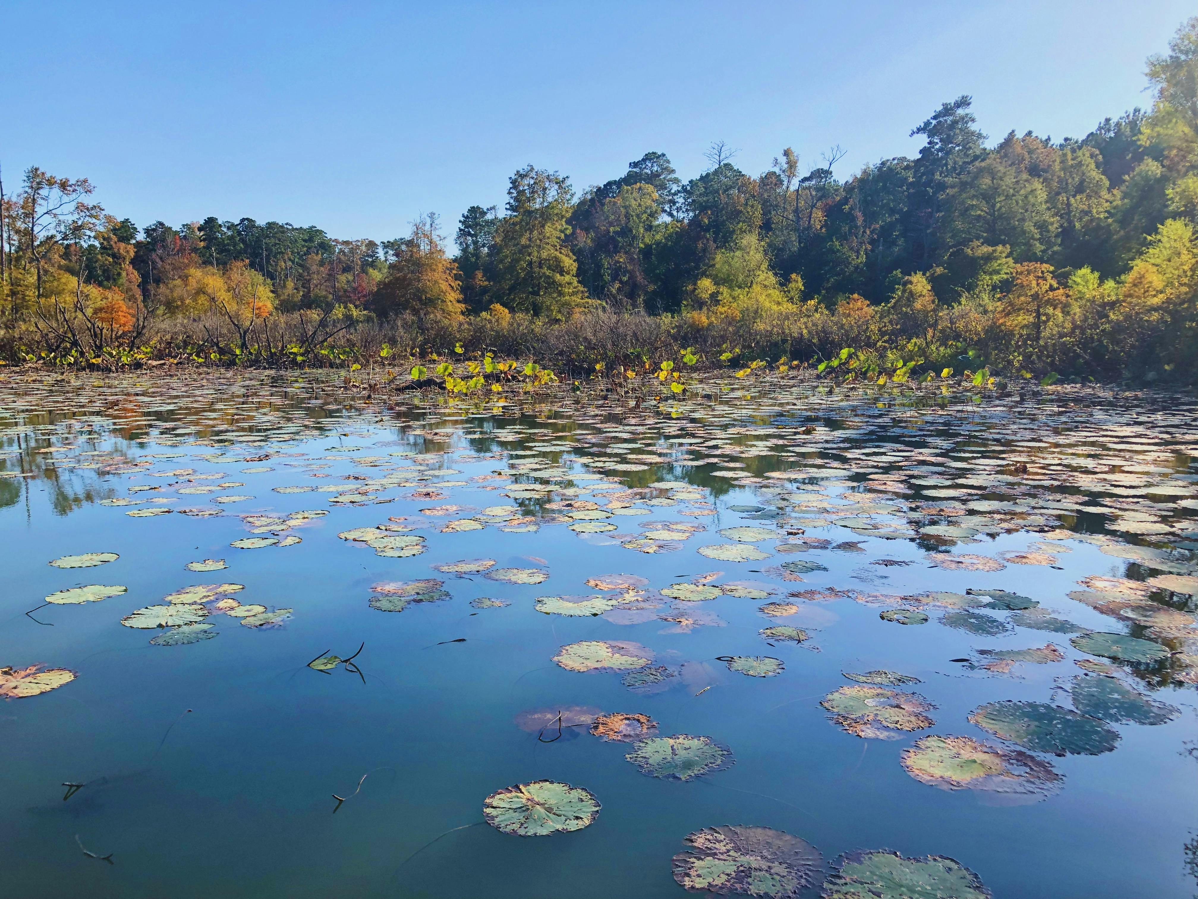 An image of a lilypad-covered pond.