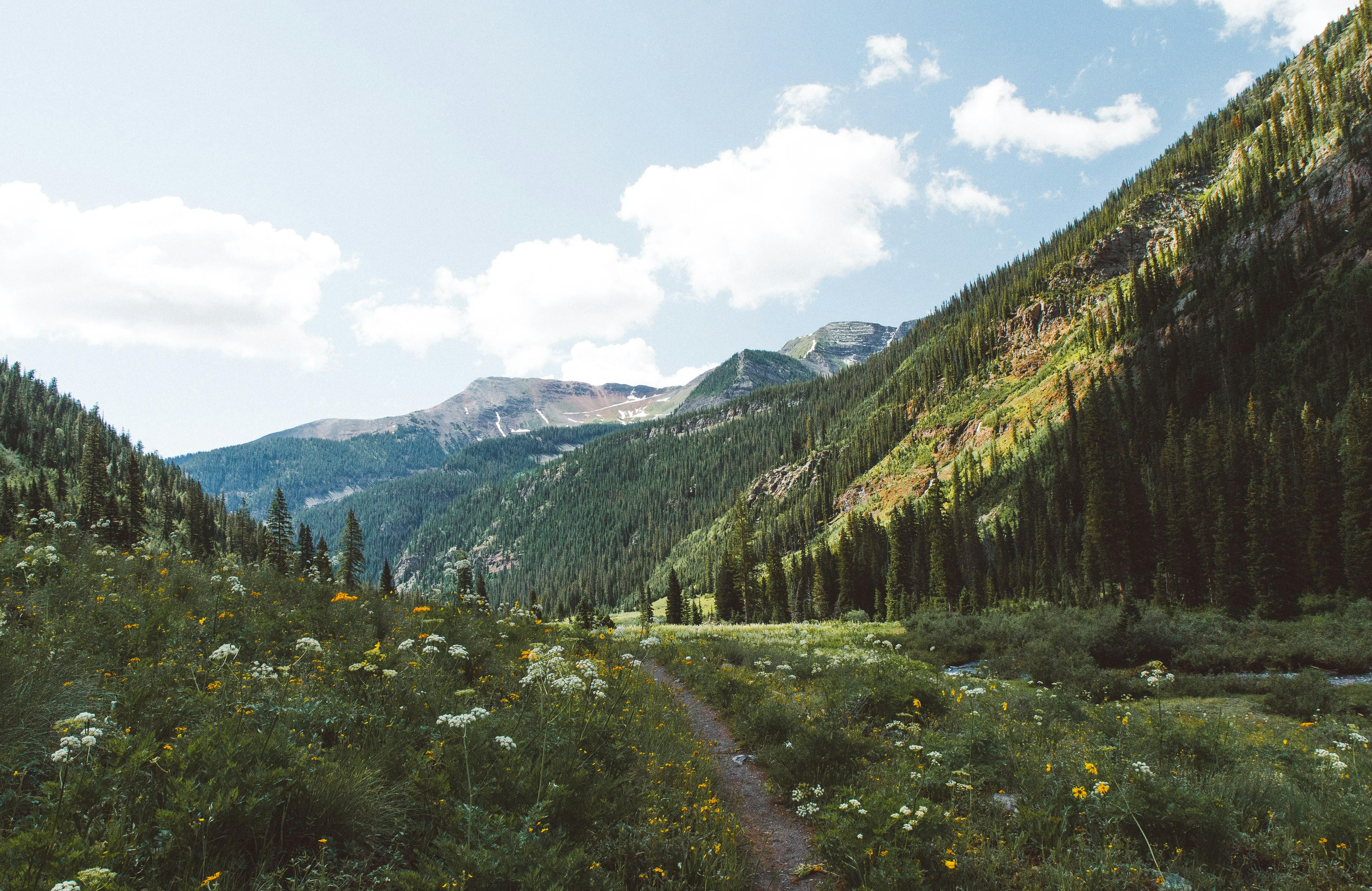 An image of a trail in Crested Butte. The sky is pale blue with a few clouds and below, wildflowers are abundant. 