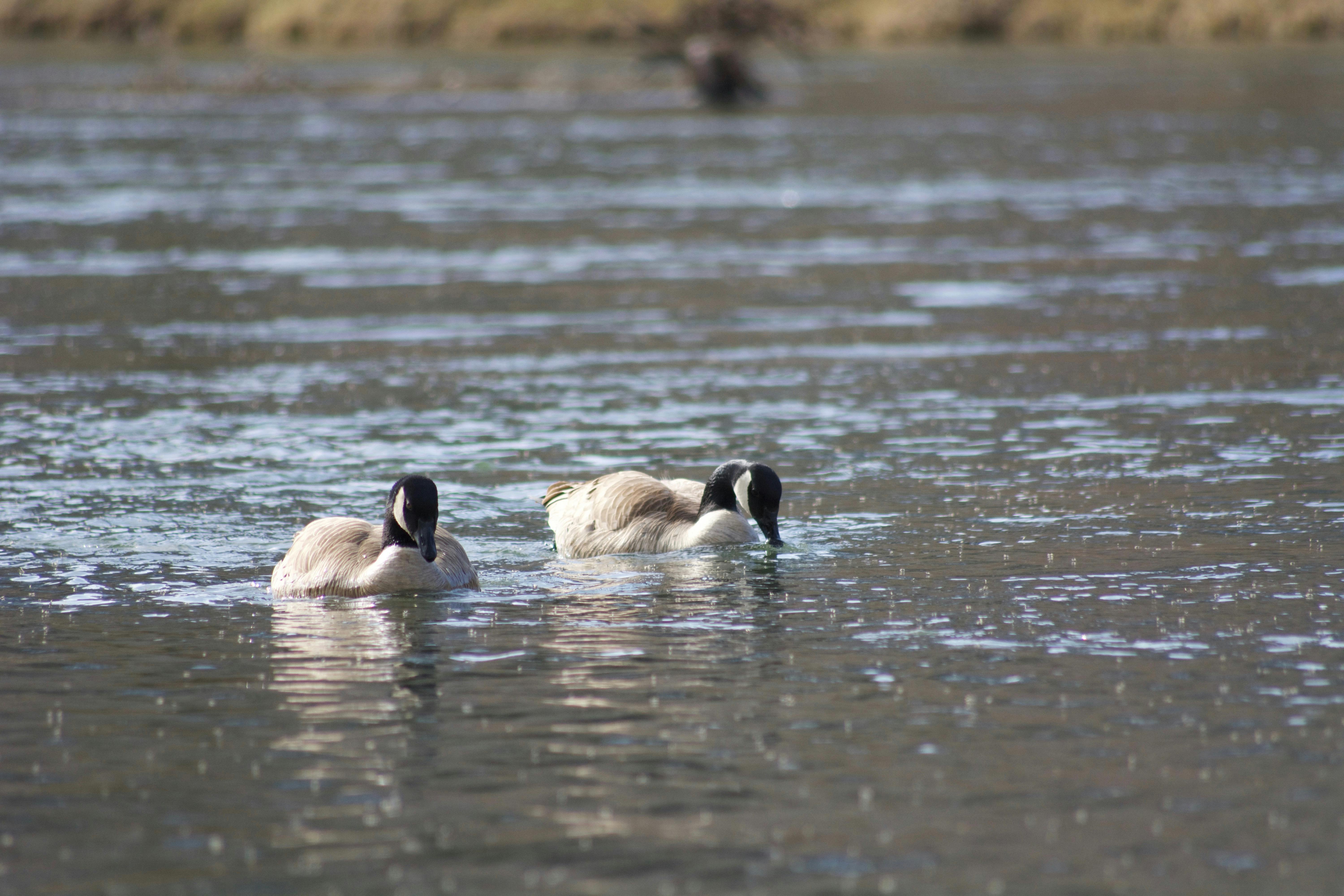Two Canada geese on the water