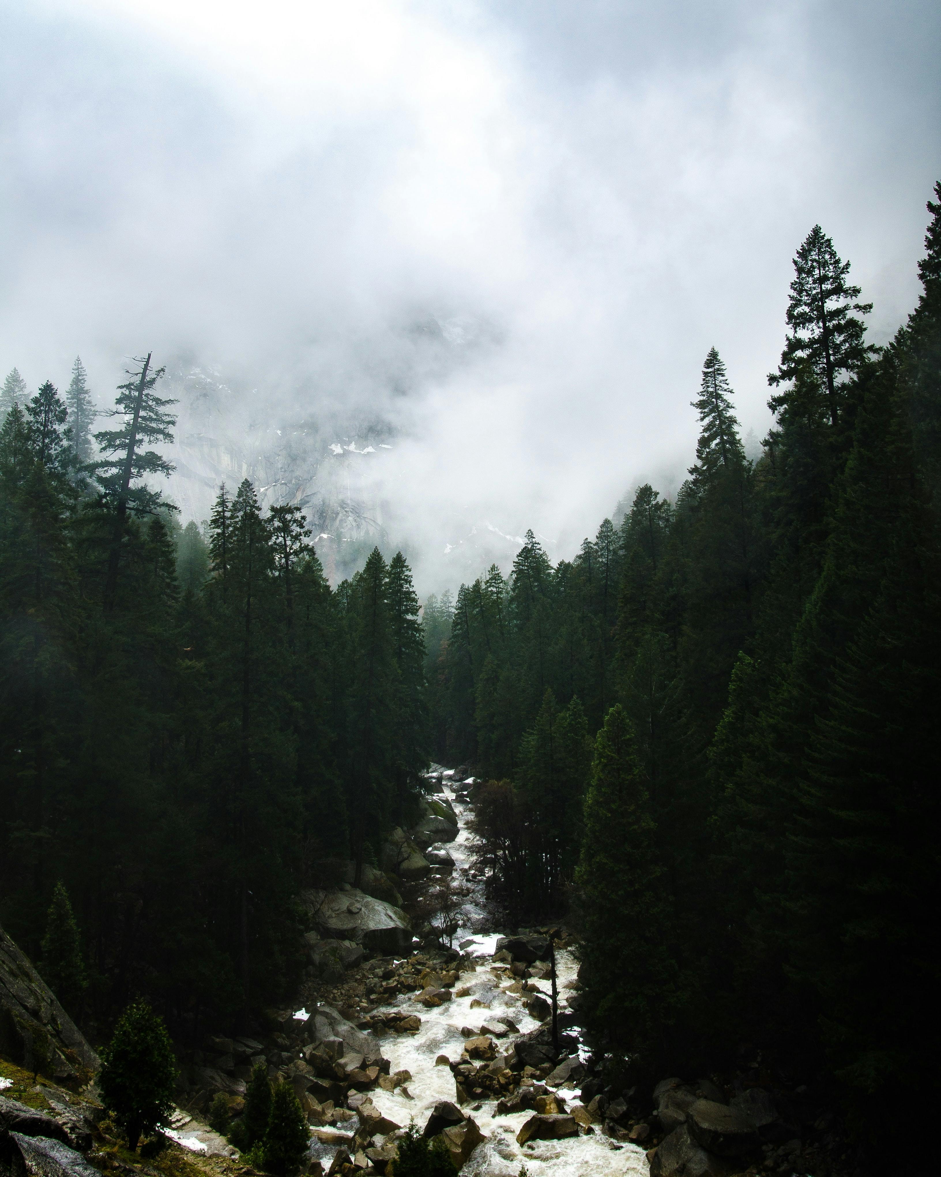 Trees stretch away from the camera towards a foggy mountain. A river runs through the center of the photo
