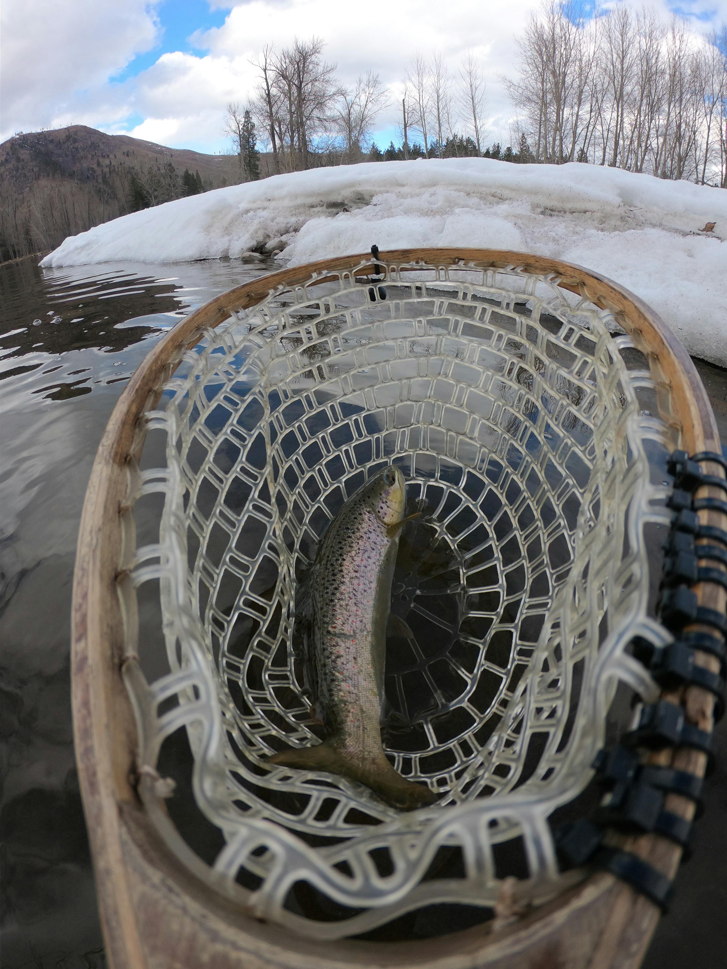 A fish in a net and snow and bare trees on the bank of the river