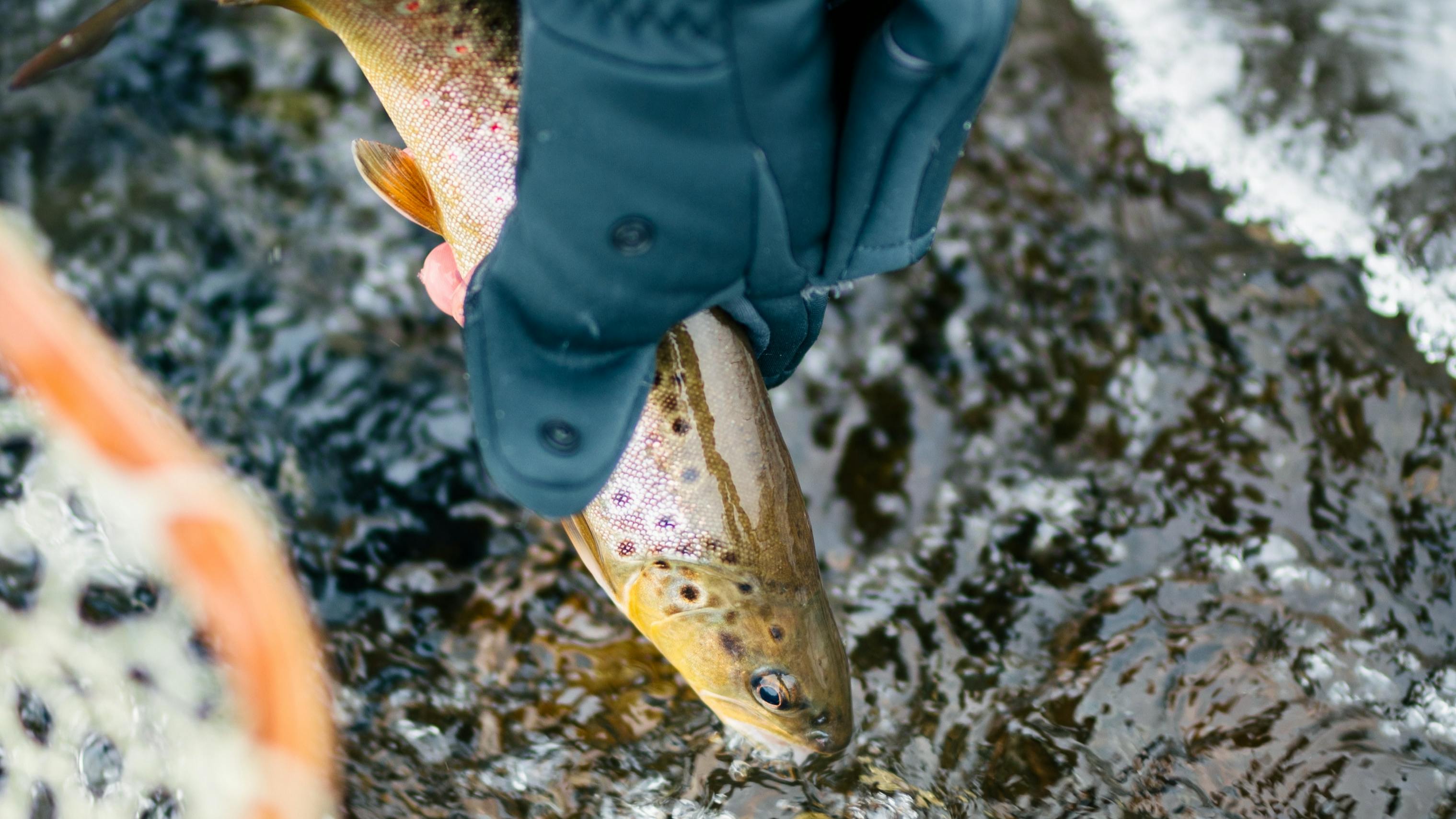 A trout is held in a winter glove. There is ice in the river that the trout came from and a fishing net is visible in the frame.