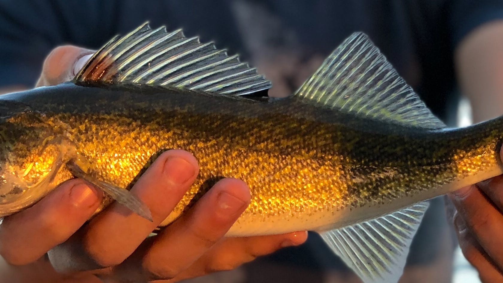 A man holds a walleye in his hands. The setting sun lends a golden shine to the image.