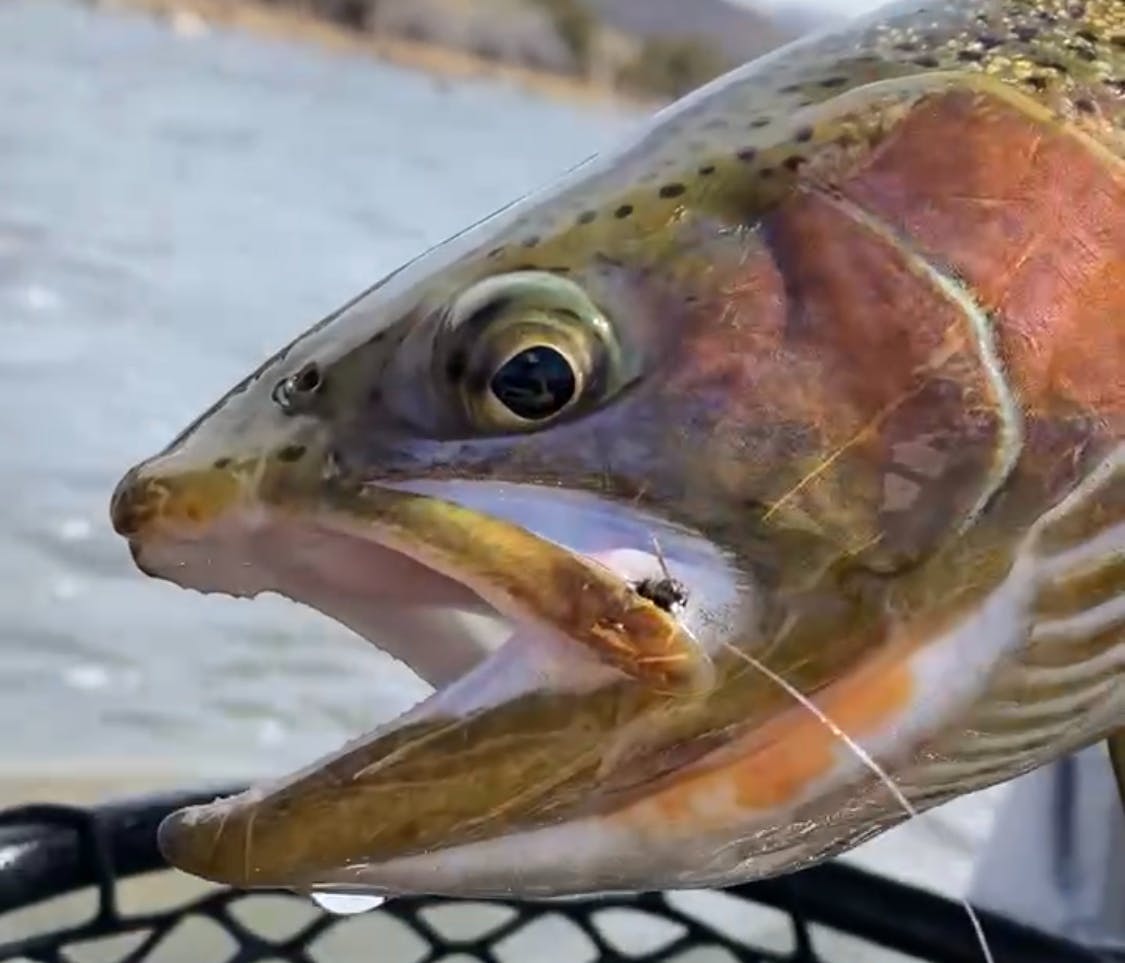 A close-up of a cutbow trout's face with a fly in its lip. 