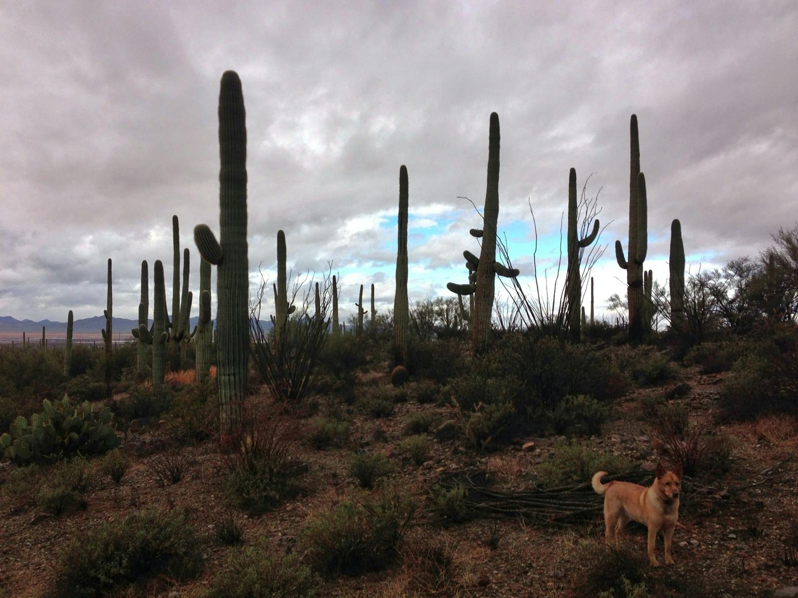 A dog standing in front of cactuses. 
