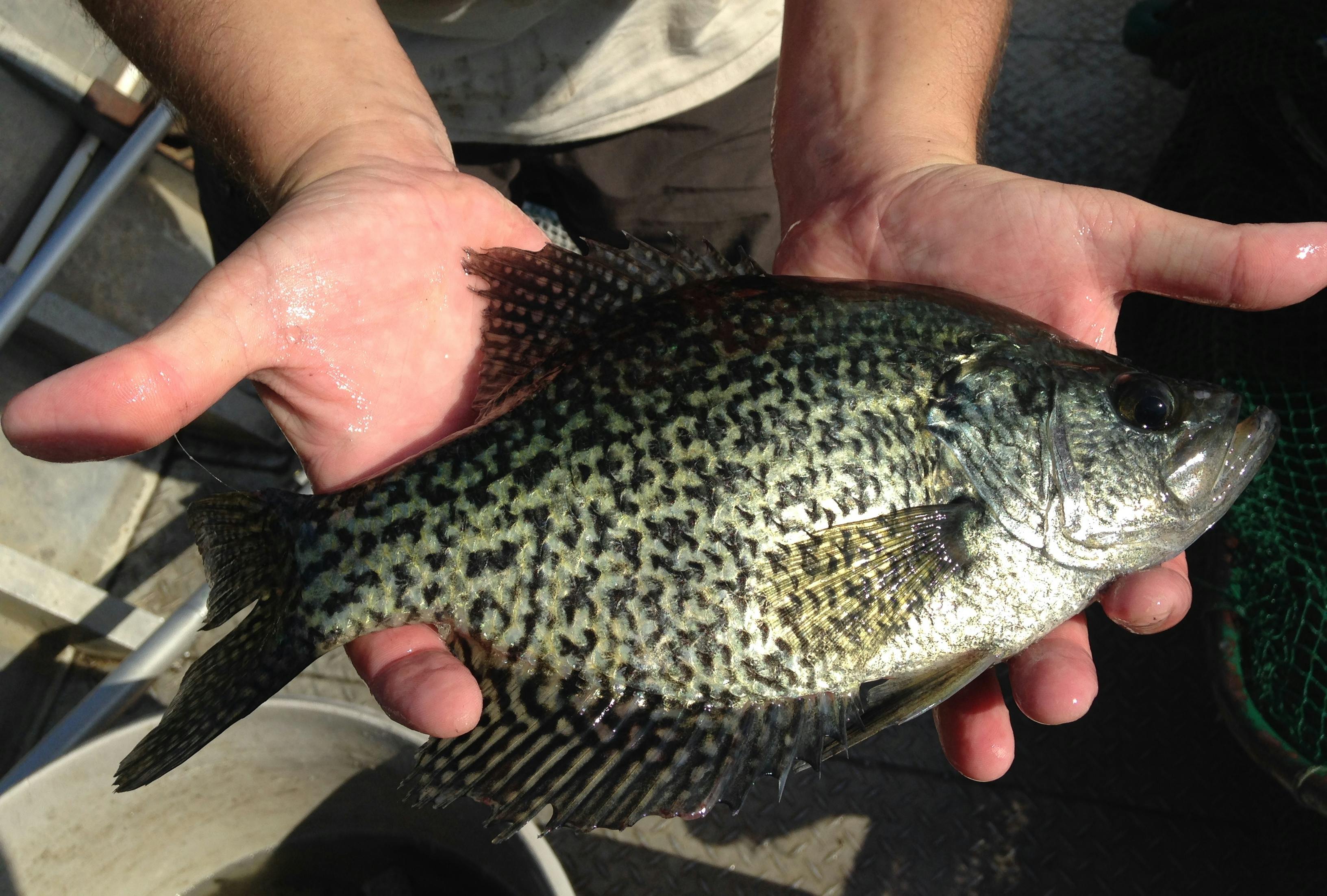 Someone holds out a crappie on their hands. 