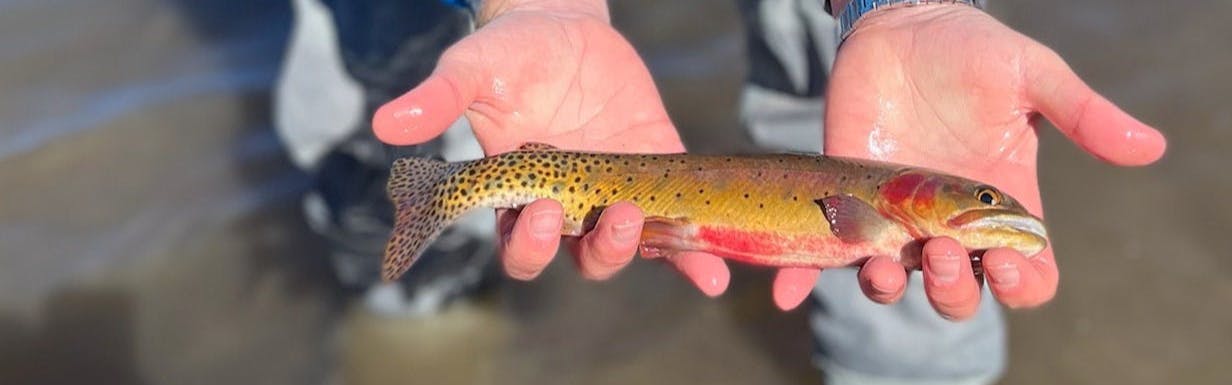 A Wild Cutthroat Trout being held by two hands out of the water. 