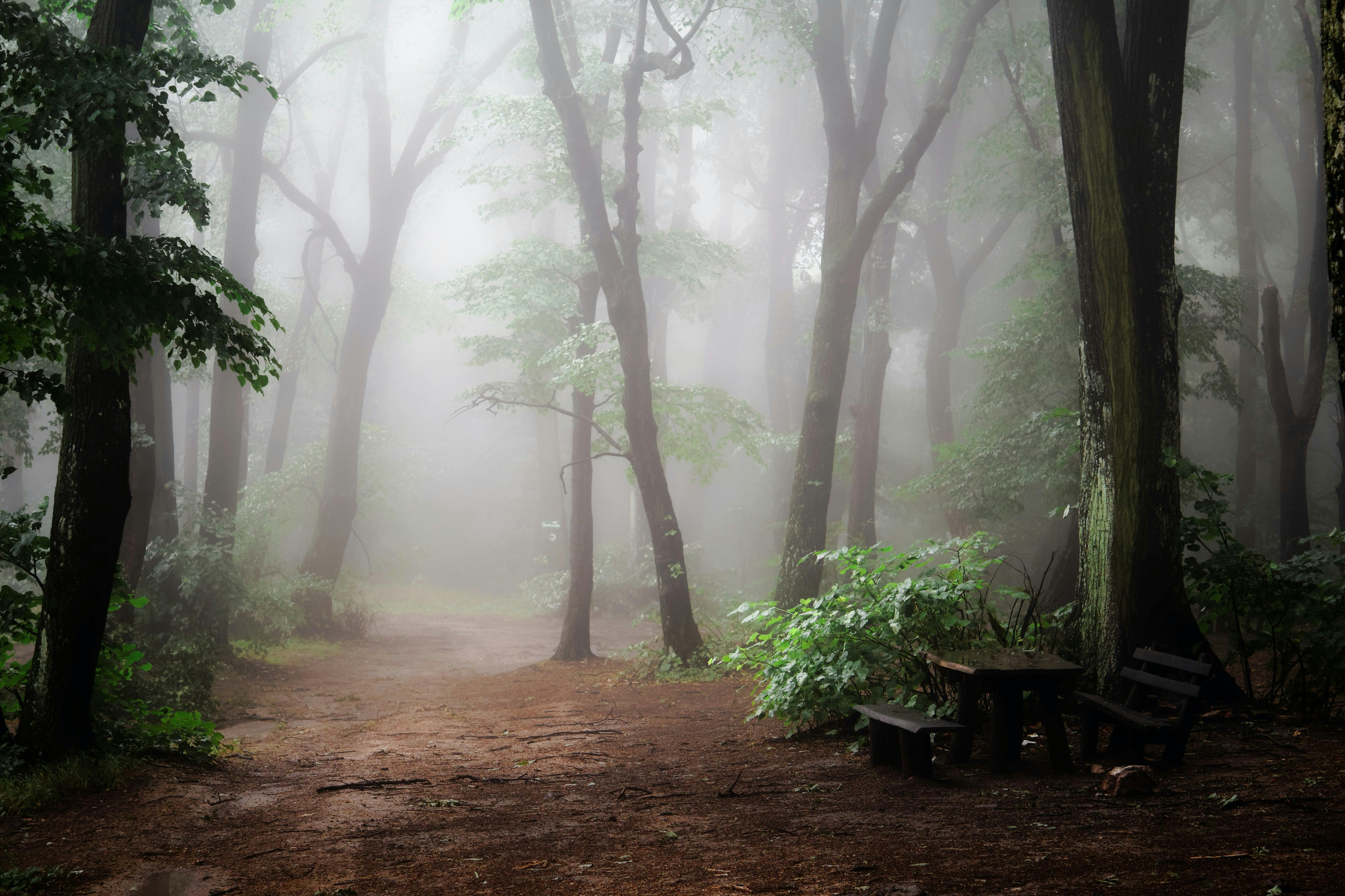 A foggy forest path