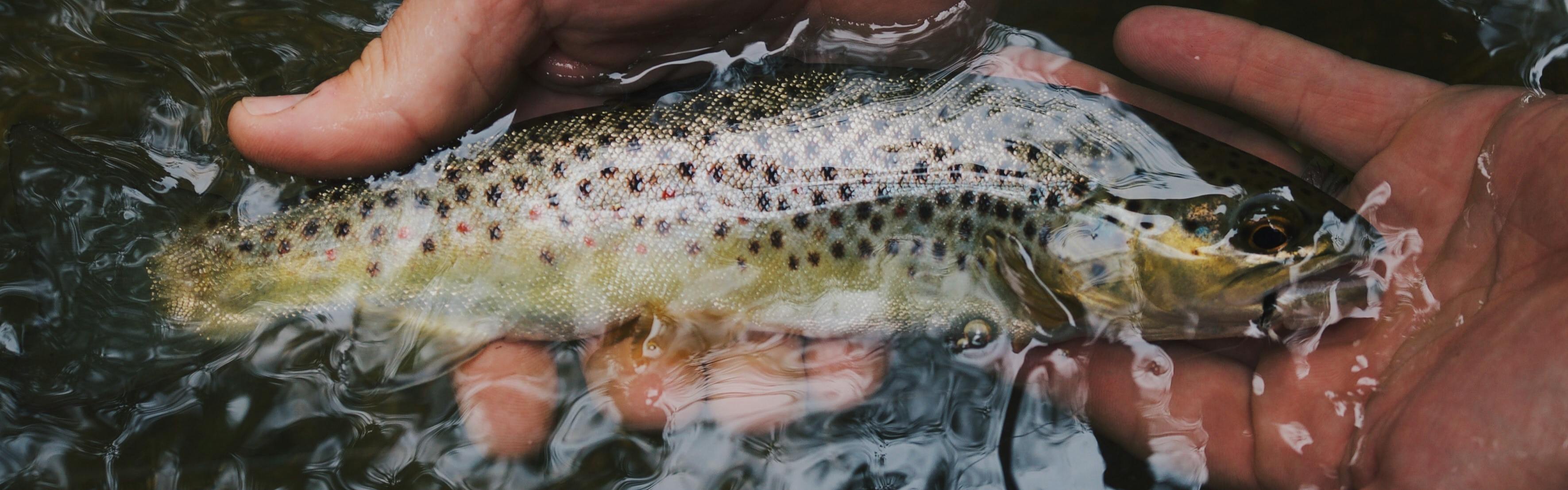 A man holds a small brown trout in his hand. They are both partially submerged under moving water. 