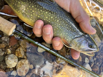 The Sage Sonic Rod Fly Rod next to a trout. 