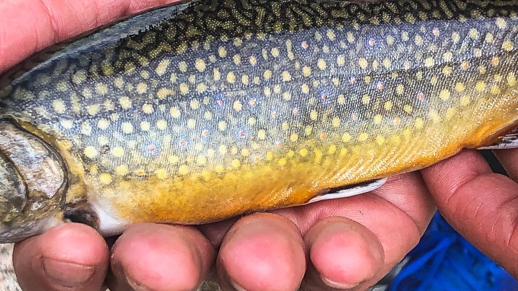 A man holding a brook trout.
