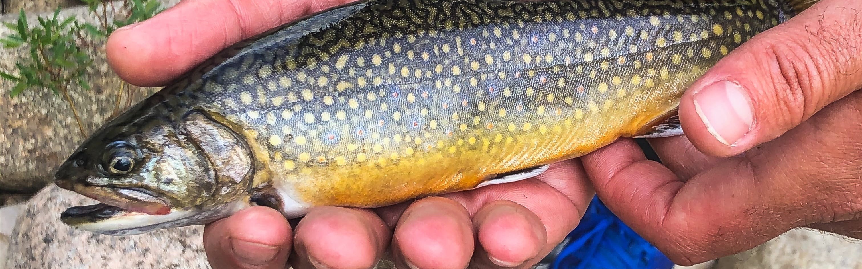 A man holding a brook trout.