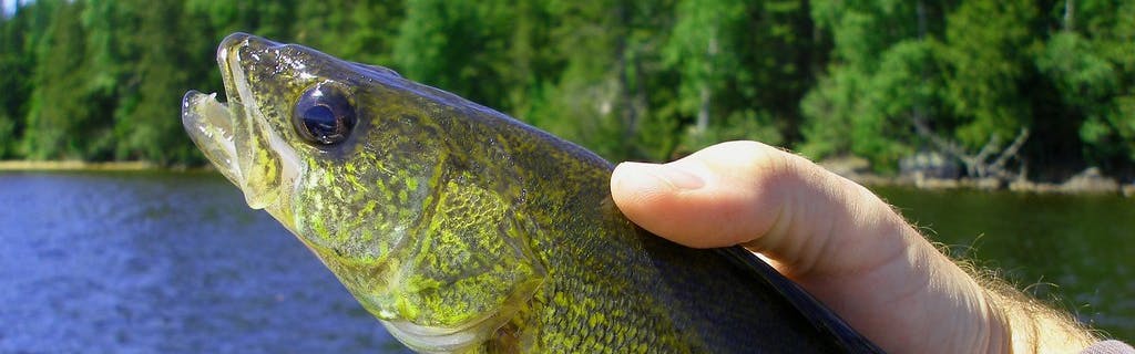 Someone holds up a walleye in front of a deep blue lake and verdant trees rimming the water.