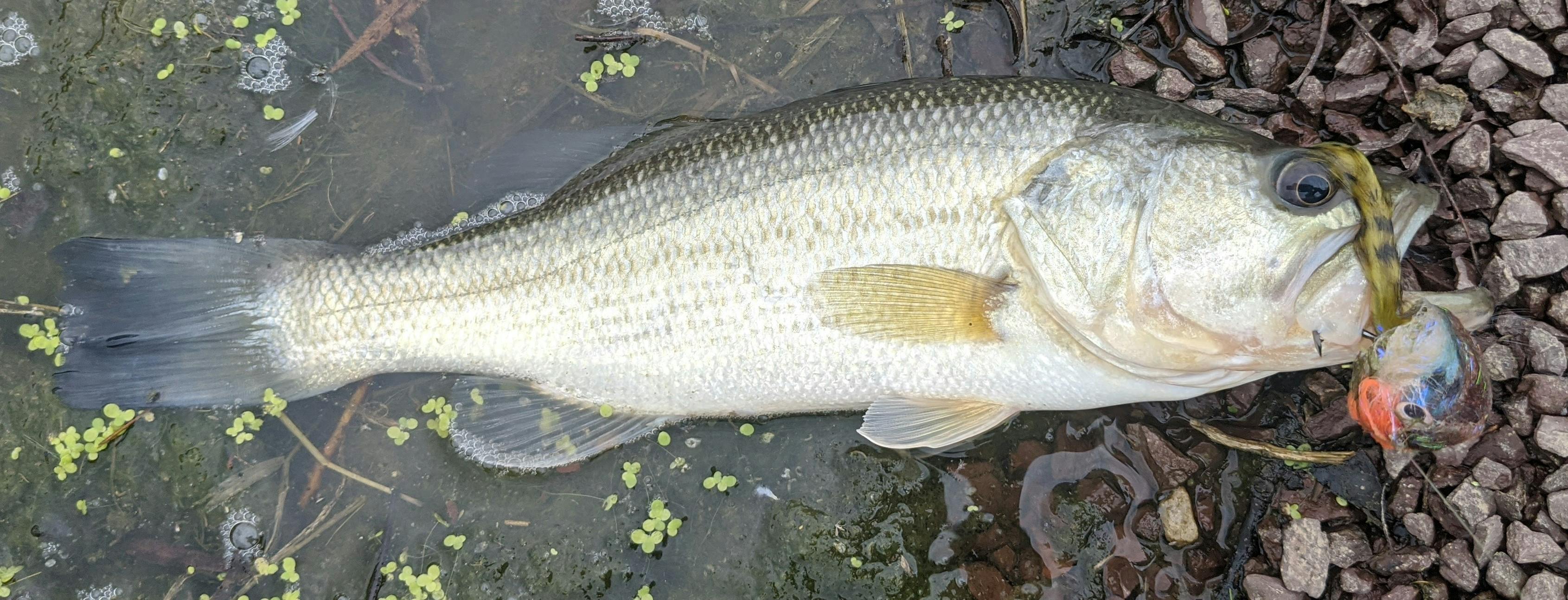 A largemouth bass on a bluegill imitation fly. 