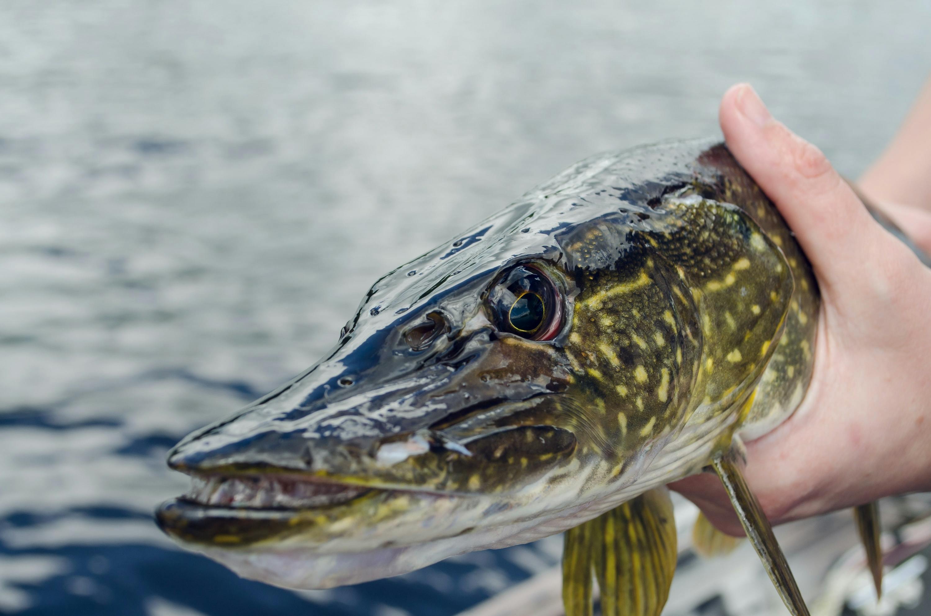 Make the Most of Winter Fishing: 10 Species to Target