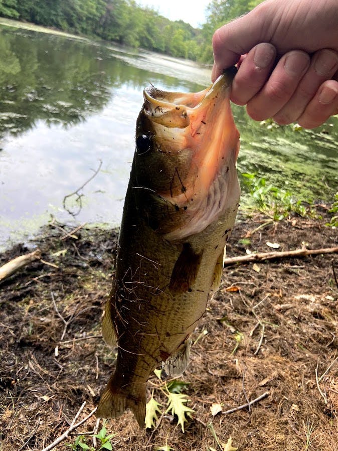 The author holds a bass by its lip on a bank.