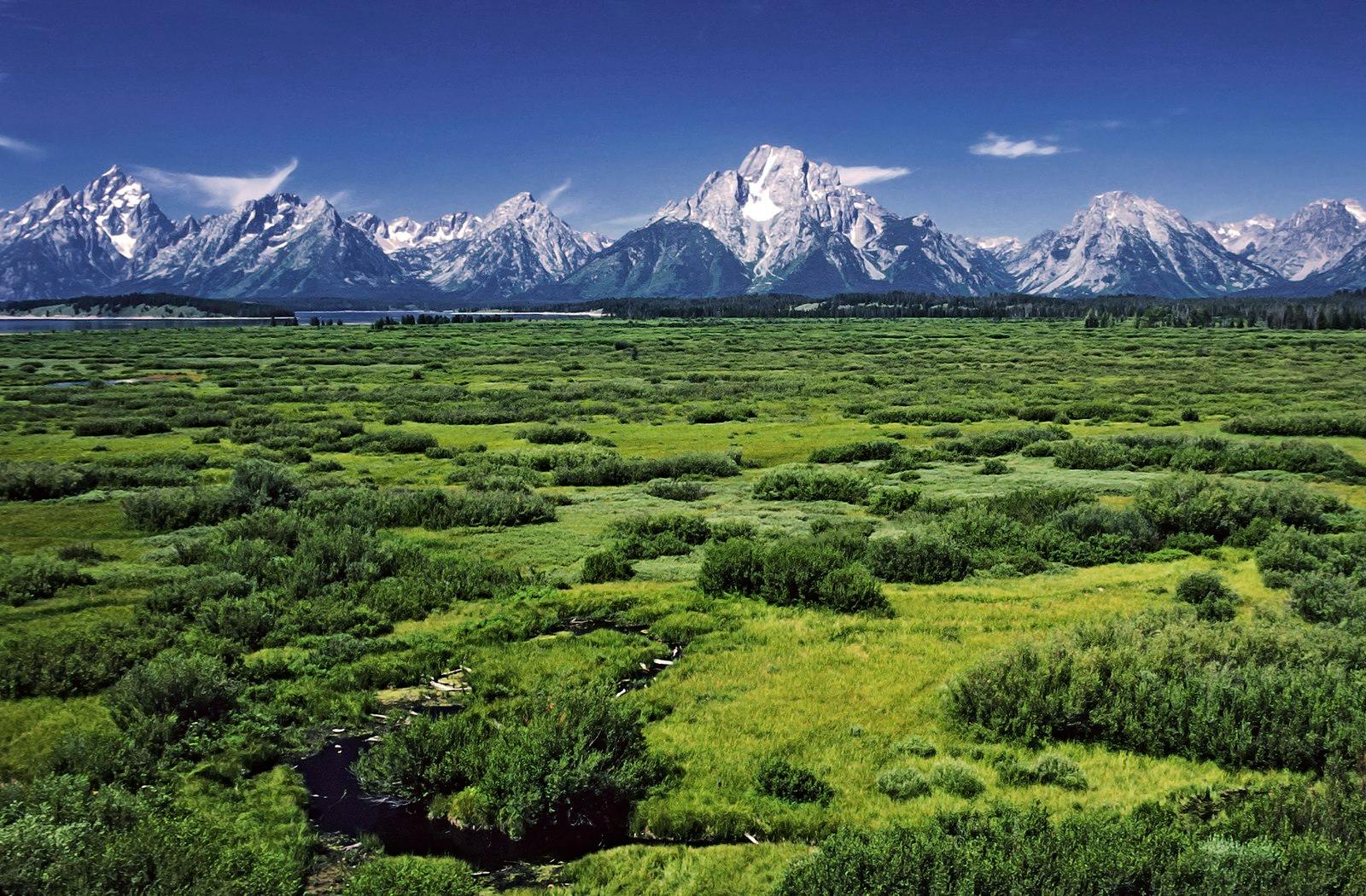 A view of the Grand Tetons with a green field in front of them. 