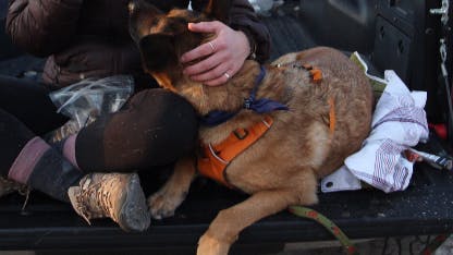 A woman sitting on a tailgate. A dog is looking at her and she is wearing the Moab Merrell shoes. 