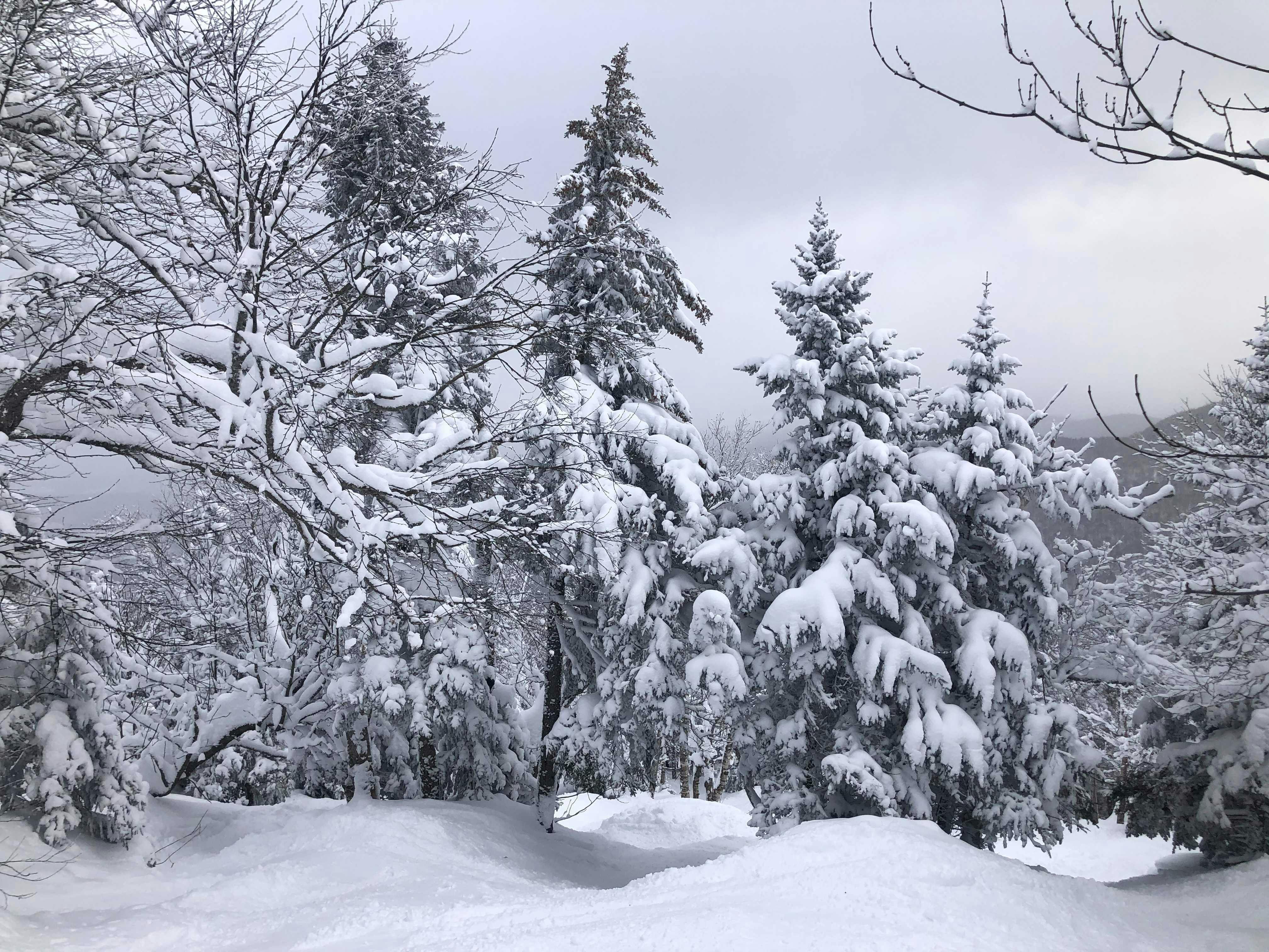 A snowy forest on a cloudy day