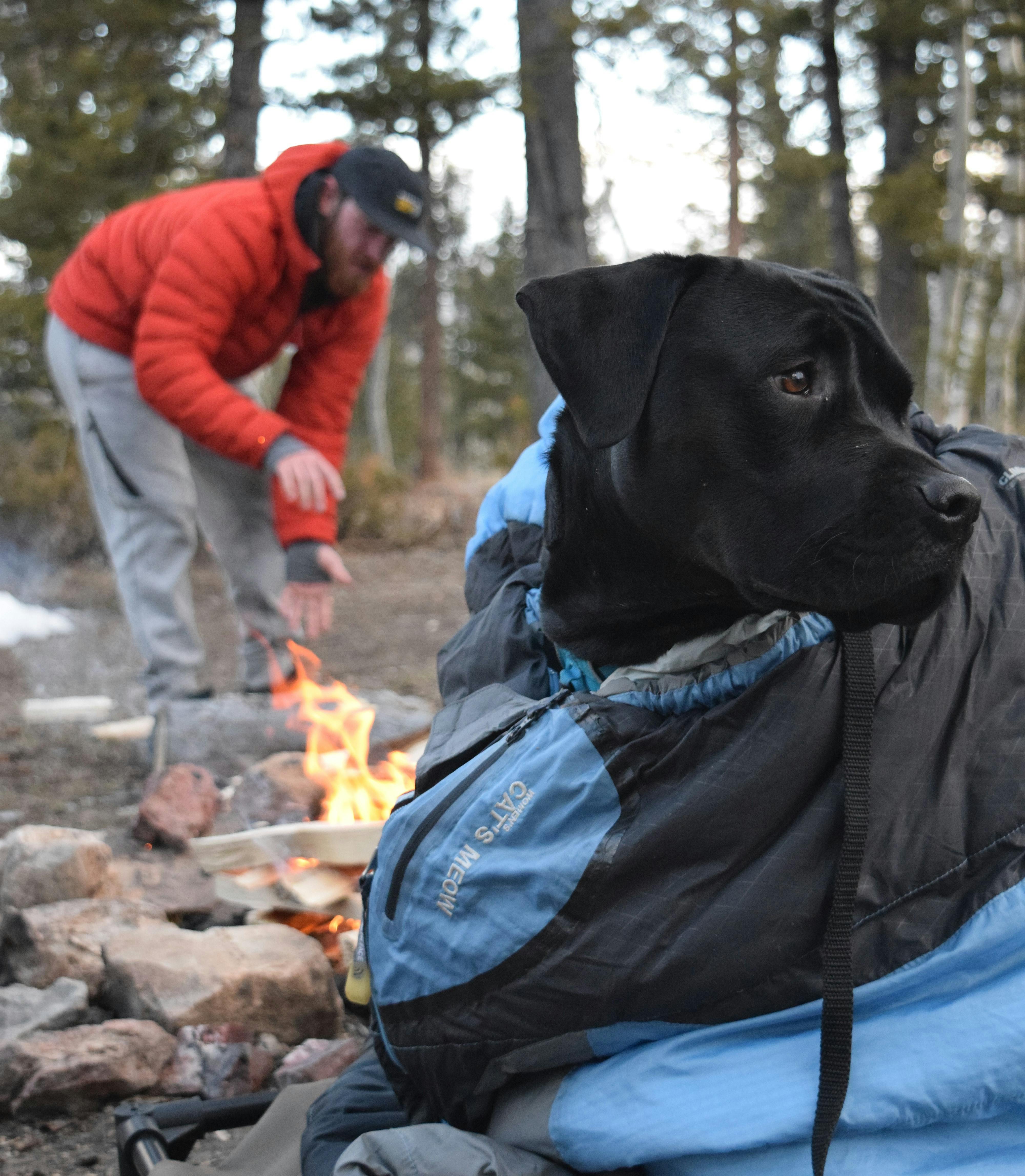 A black lab dog zipped up in a cozy sleeping bag while a hiker in a red jacket leans over a campfire in the background