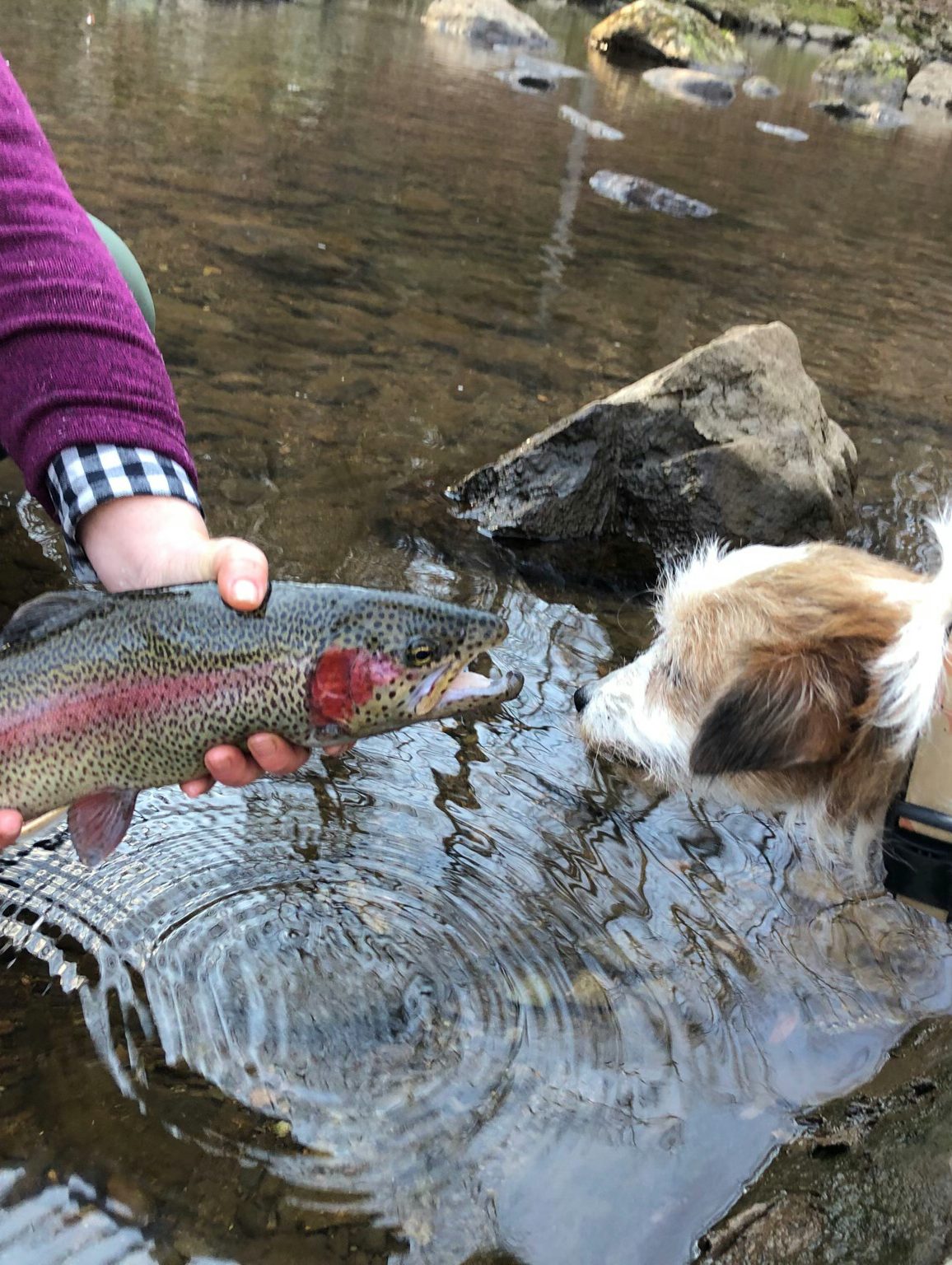 Fly Fishing Expert Baily Dent
