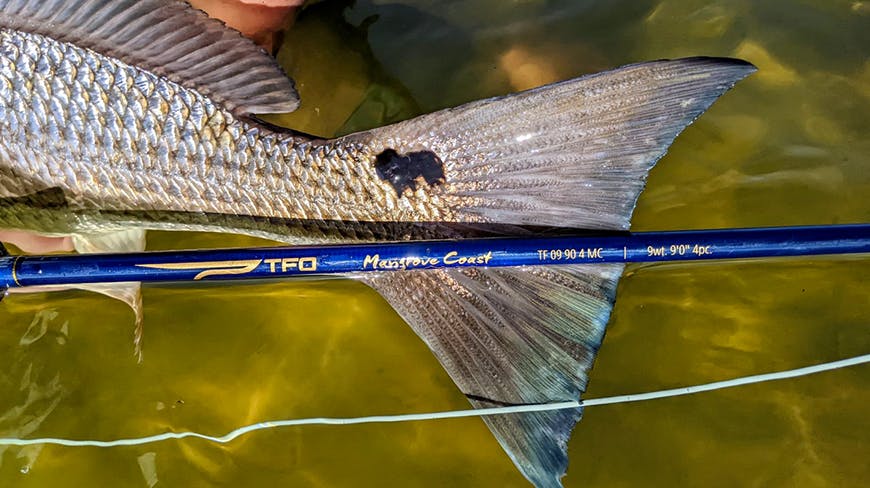 Temple Fork Outfitters Mangrove Coast Fly Rod · 9' · 8 wt