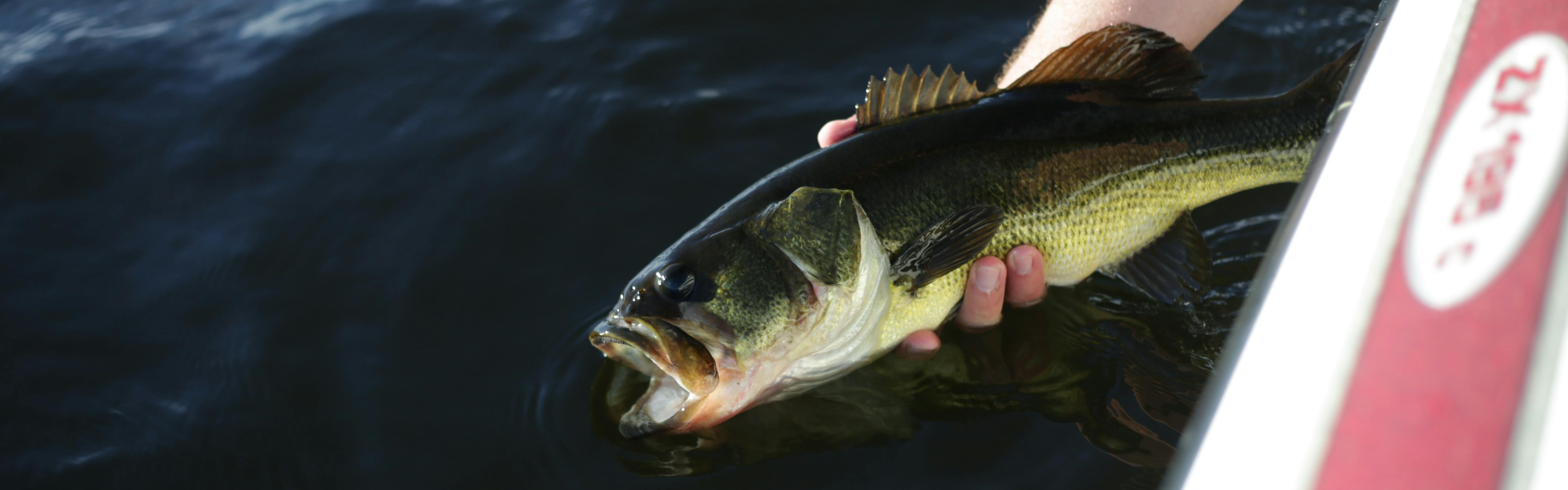 An Expert Guide to Frog Fishing for Bass