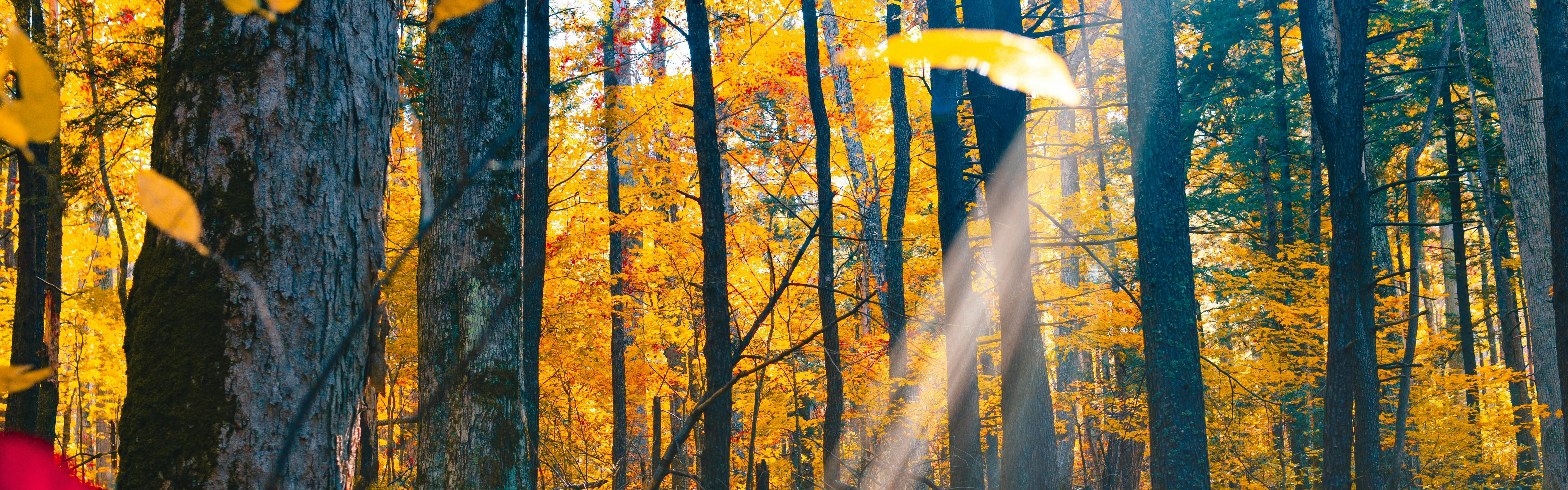 Sunlight filters through tall, slender trees and illuminates golden, yellow foliage. 