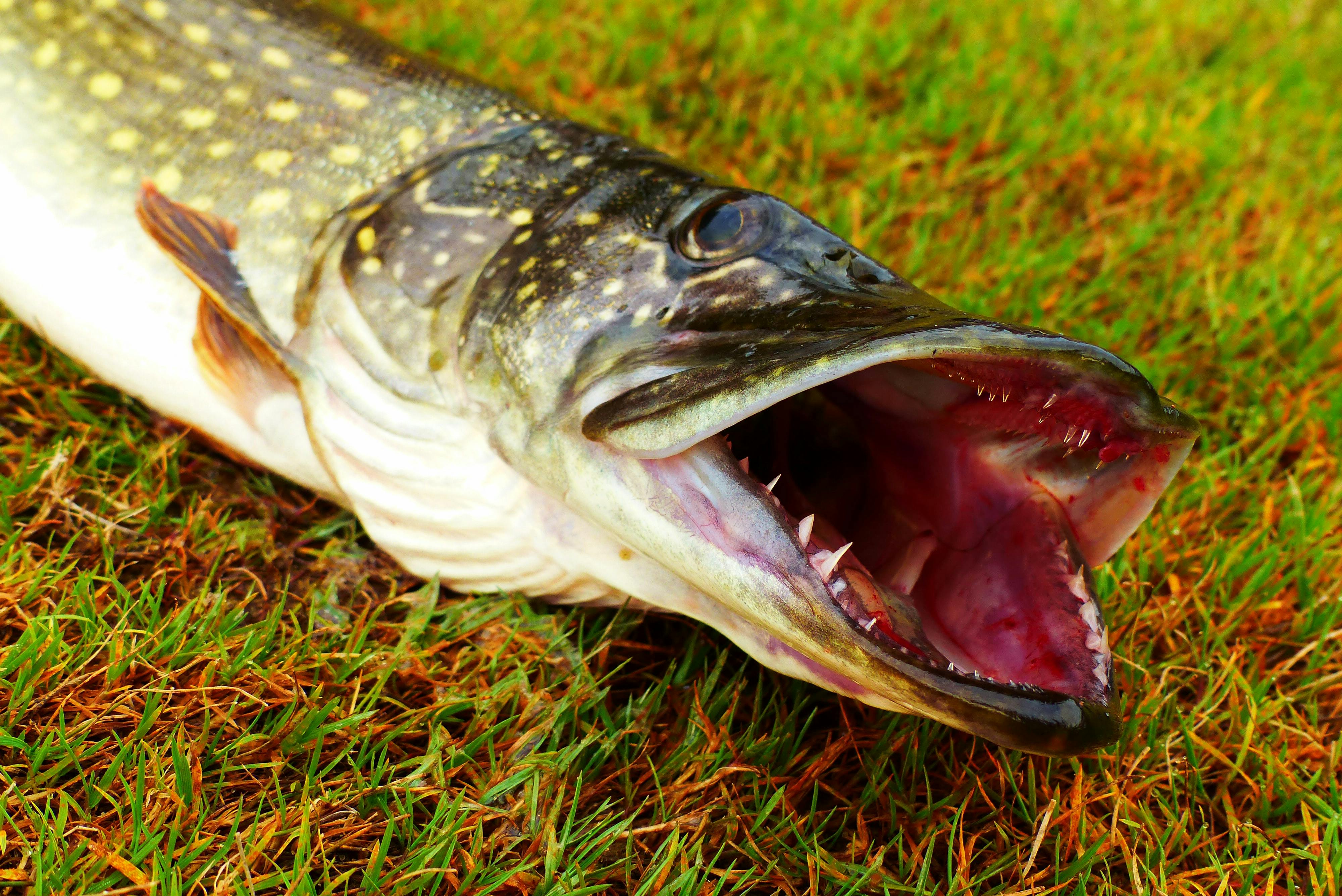 A Northern Pike lying on the grass.
