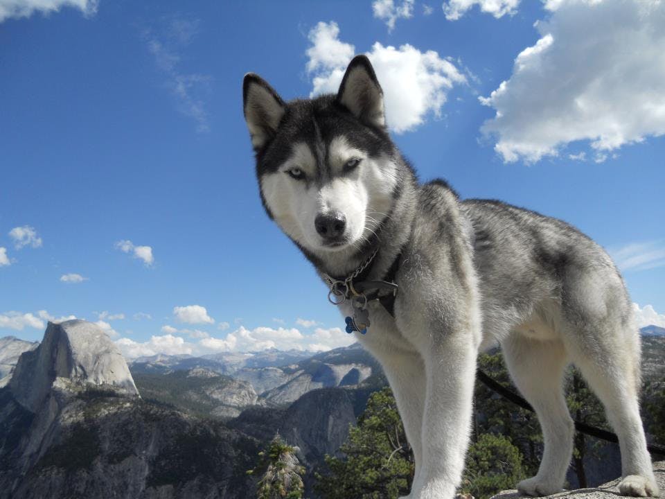A husky standing outside with Half Dome in Yosemite National Park in the background.