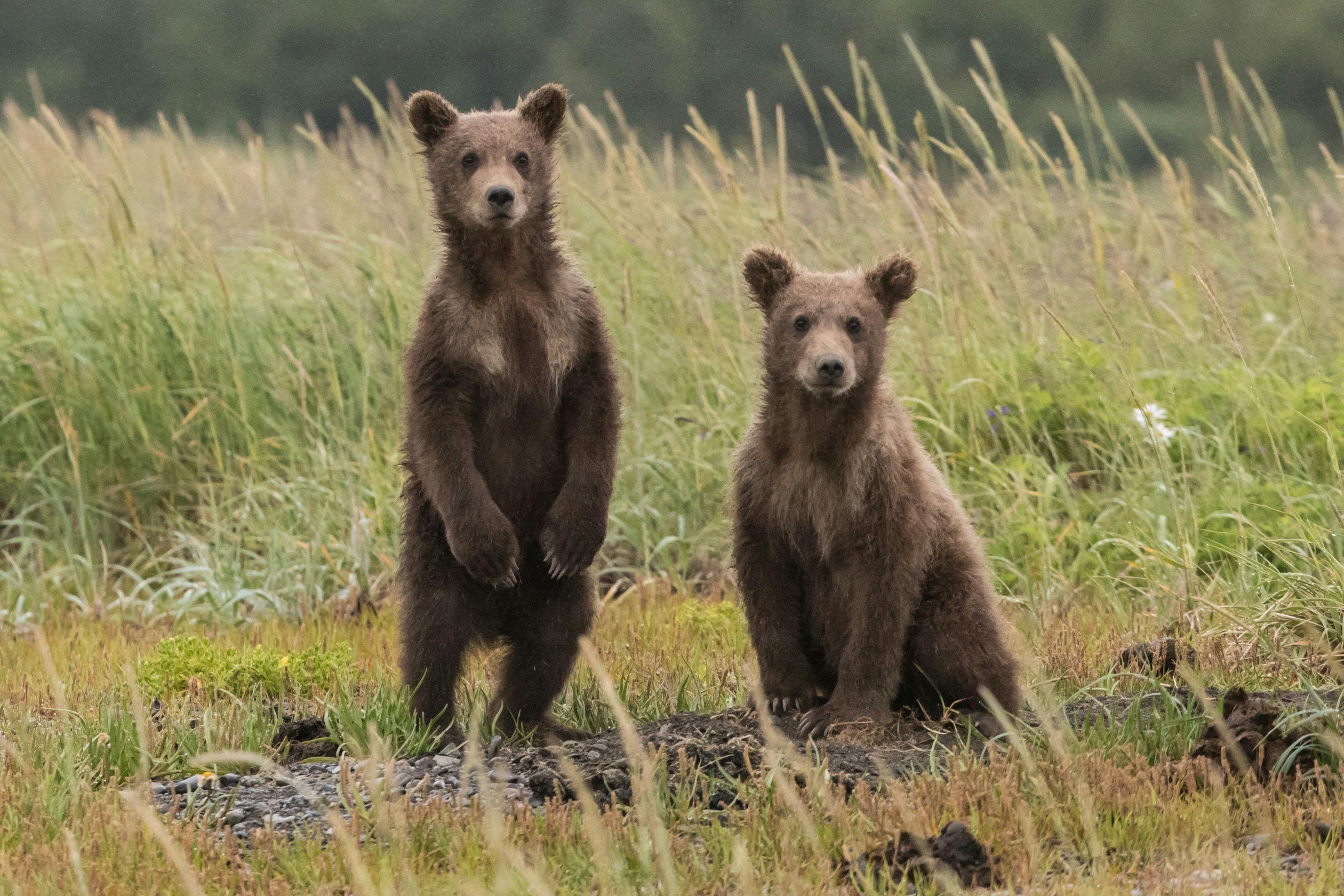 Two young bears in a field
