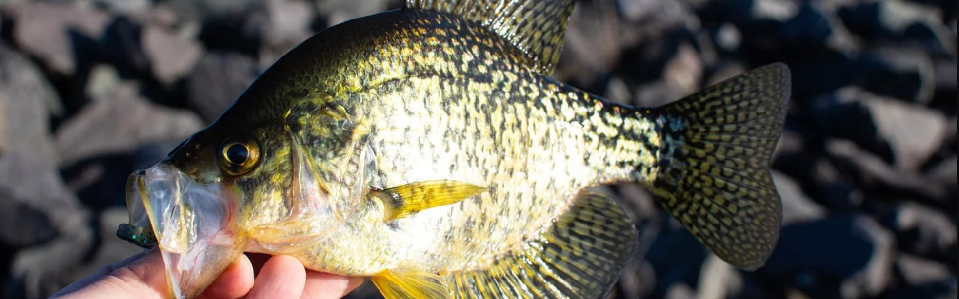 Crappie Fishing Explained: The Best Bait, Lures, and More