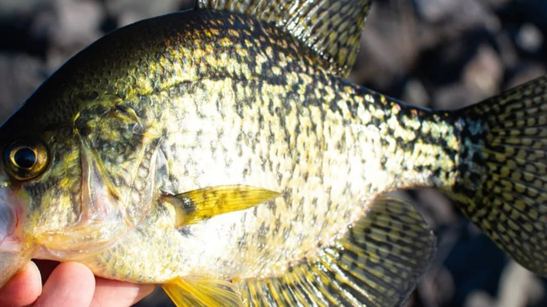 Someone holds a crappie by the lip over a rocky area.