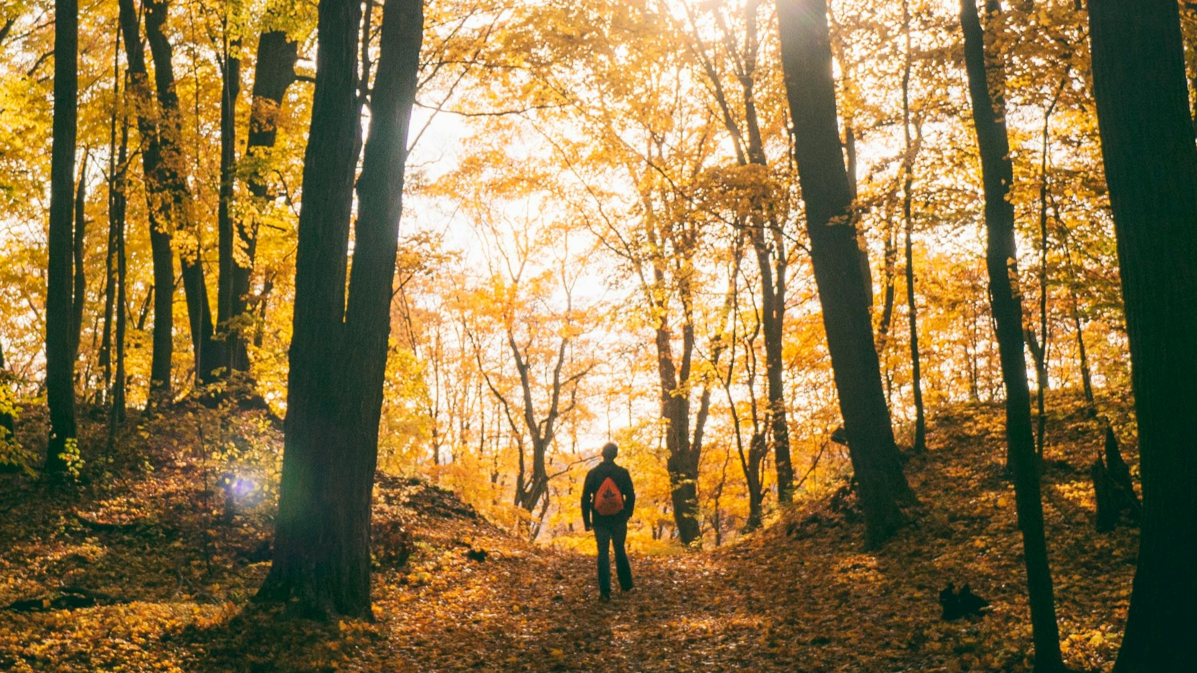 A mna walks on a path through yellow-leaved trees with his back to the camera. 