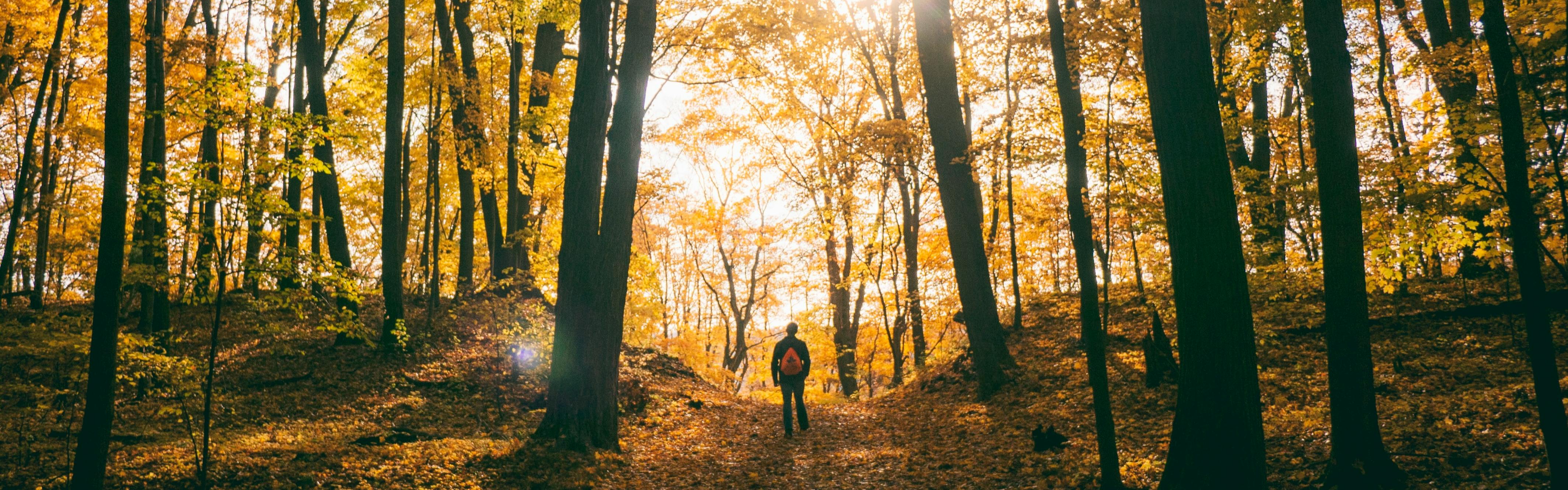 A mna walks on a path through yellow-leaved trees with his back to the camera. 