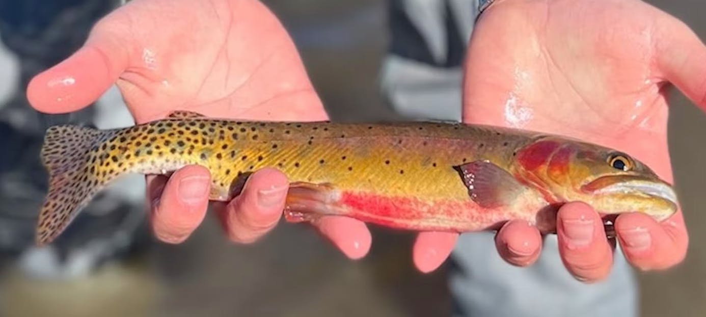 Two hands holding a trout. 