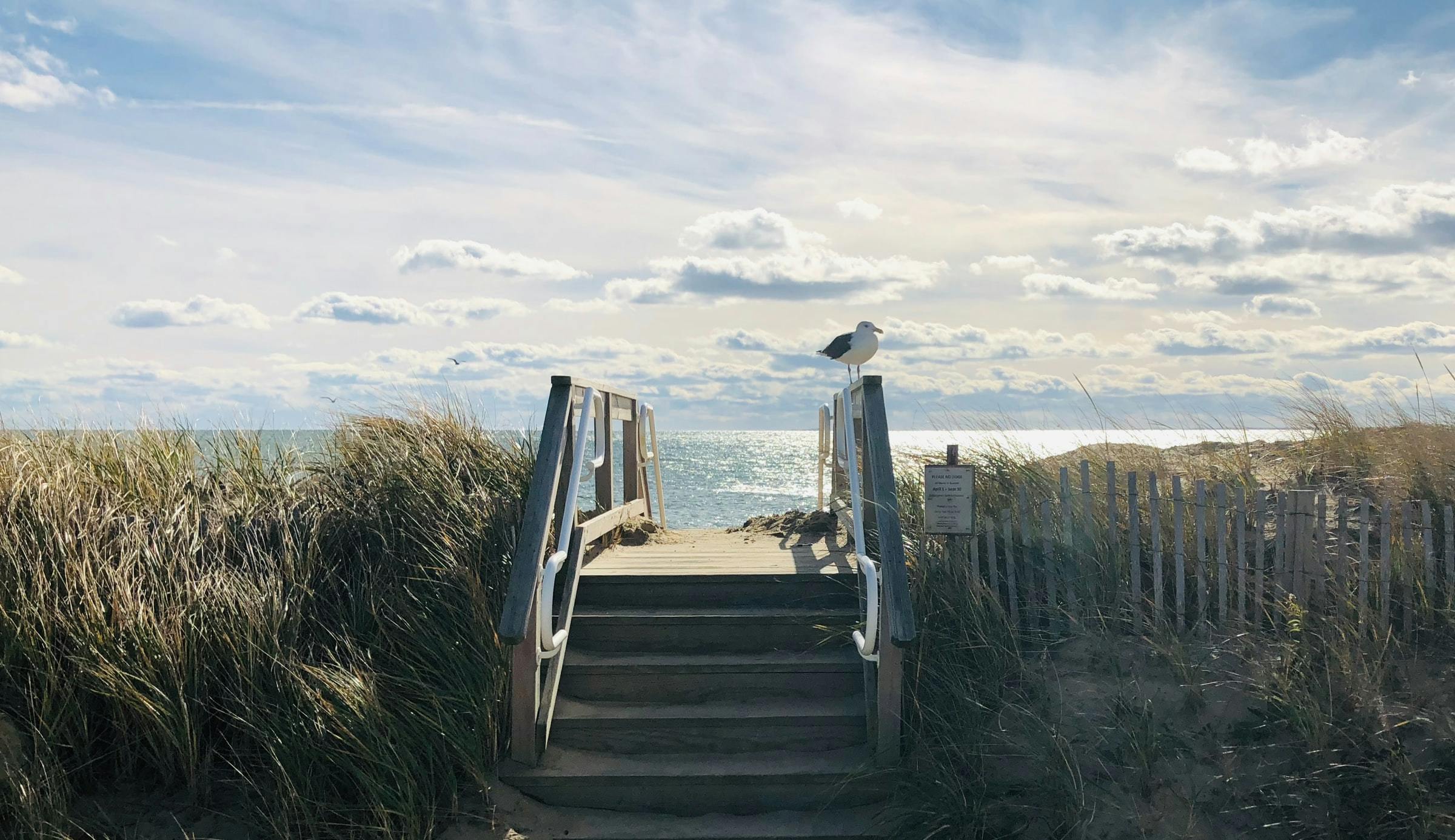 A wooden staircase leading up to the beach in Cape Cod. A seagull stands on the handrail. Coastal grasses line each side of the stairs. 