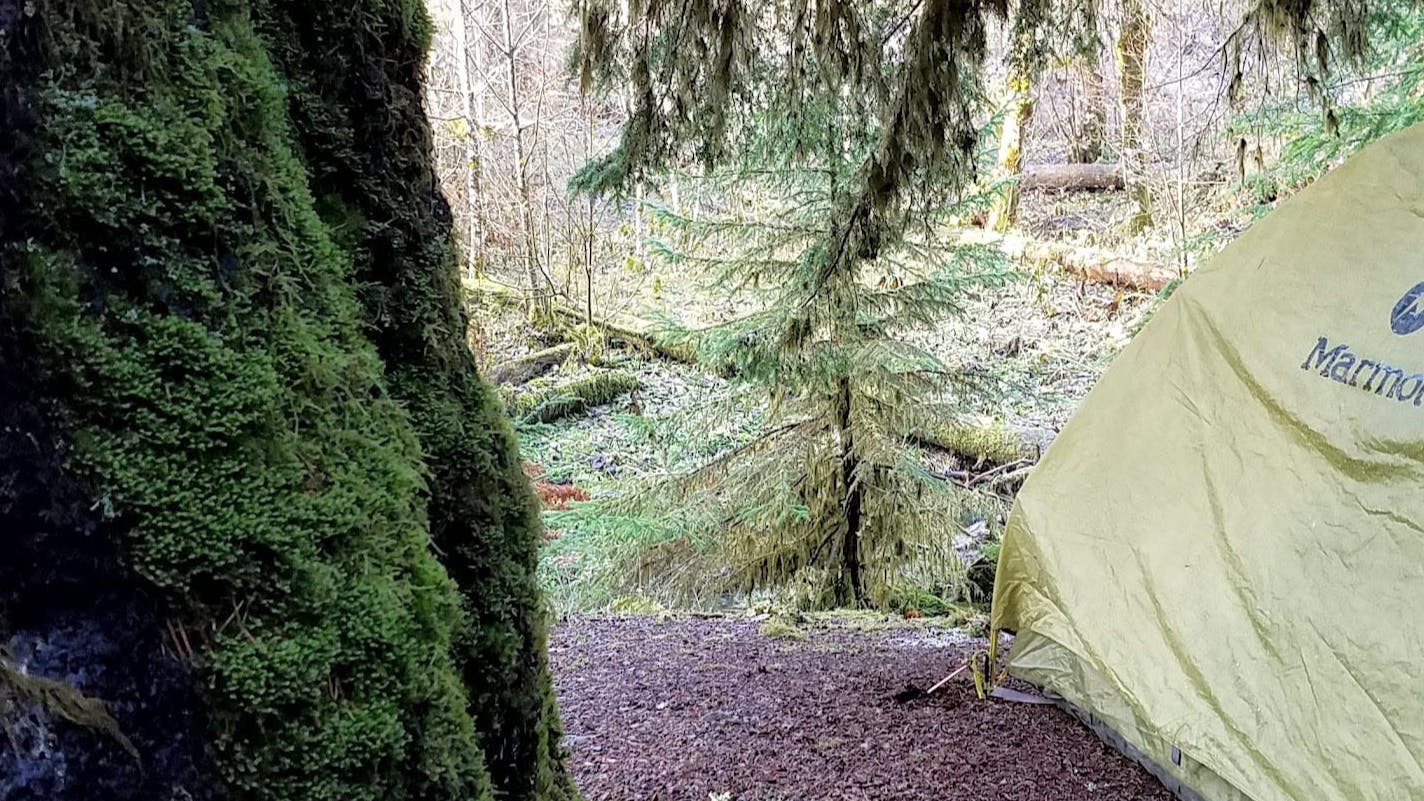 A  green tent in a wooded area. There is a mossy tree in the left half of the shot. 
