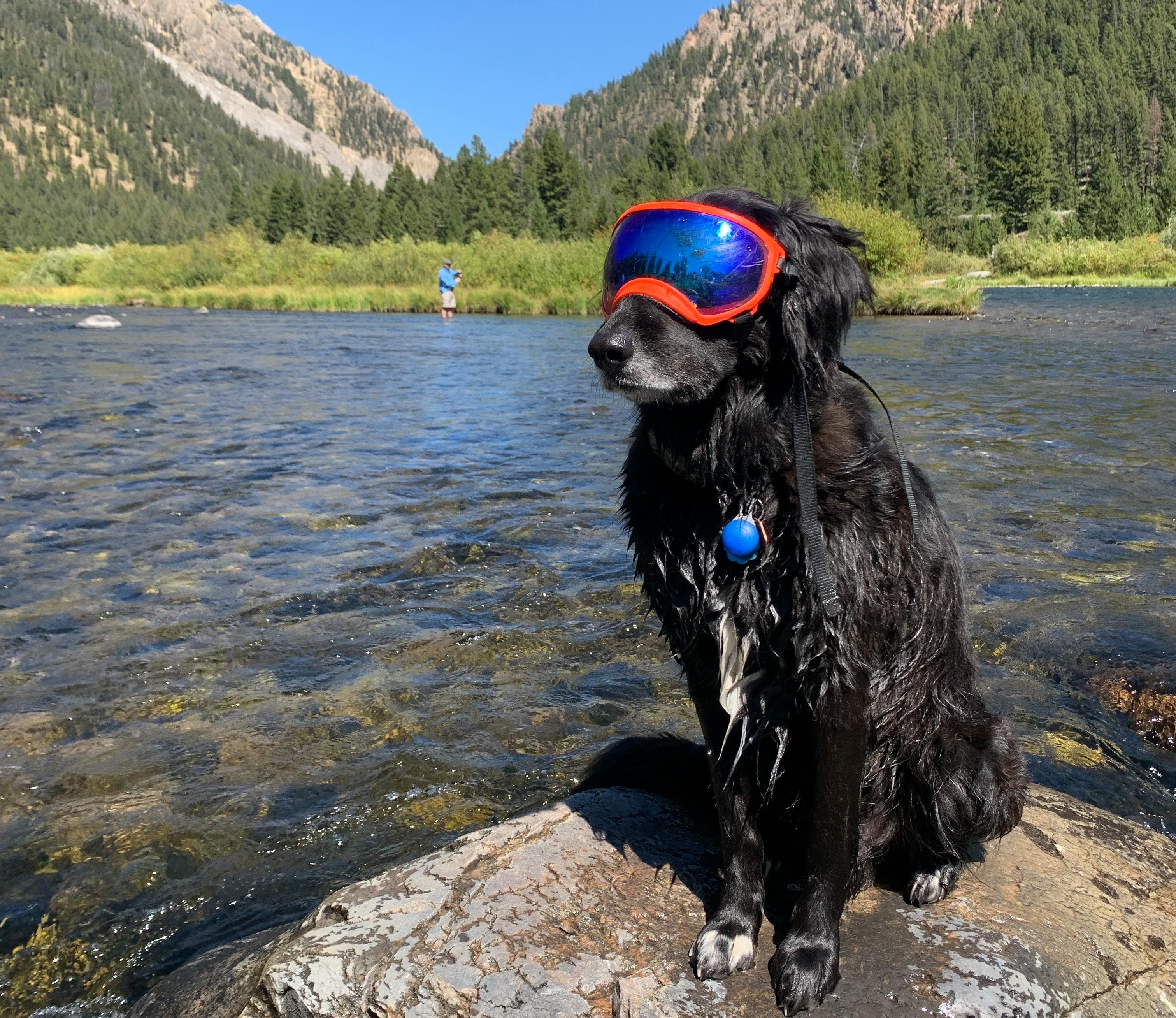 A wet, black dog sits on a rock near a river. There are mountains in the background and the dog is wearing goggles. 